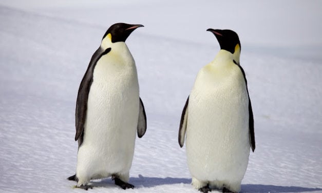 How to Get a Job in Antarctica (Even If You’re Not a Scientist)