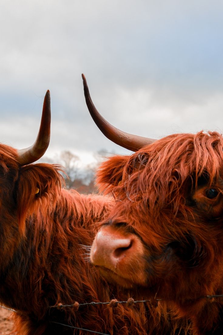 Fuzzy Scottish highland cows