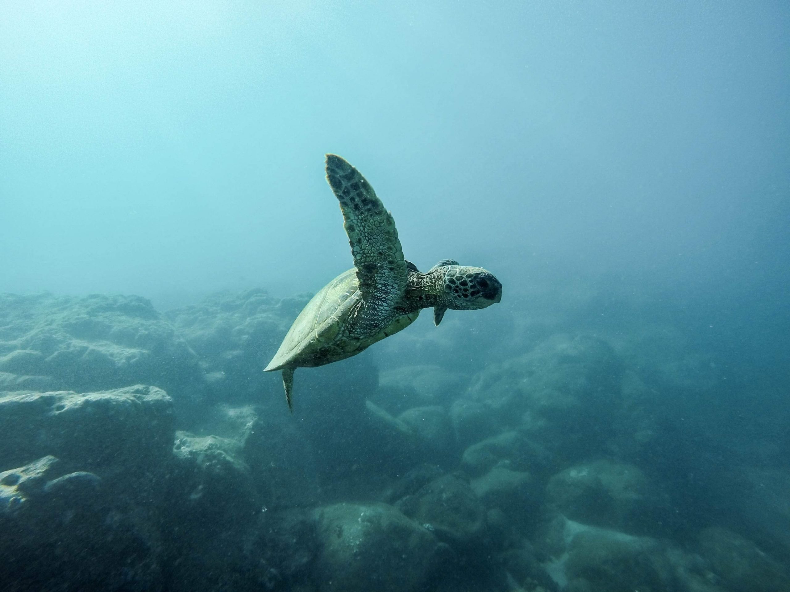 baby turtle swimming in the ocean