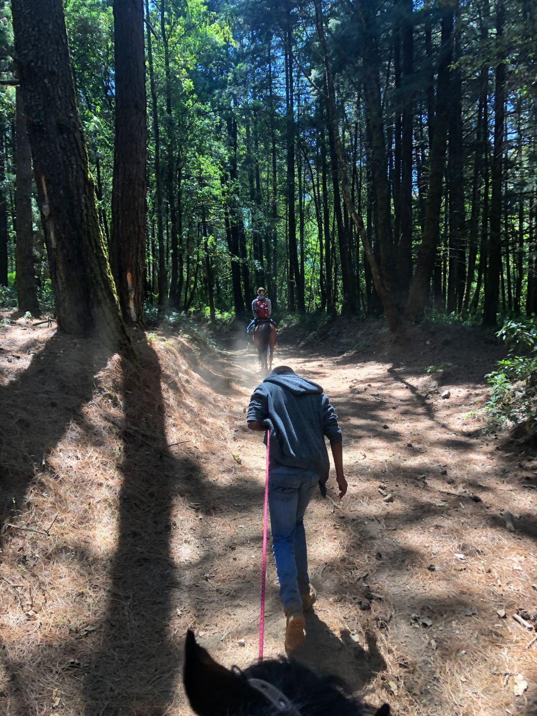 guide leading a horse up a wooded forest trail