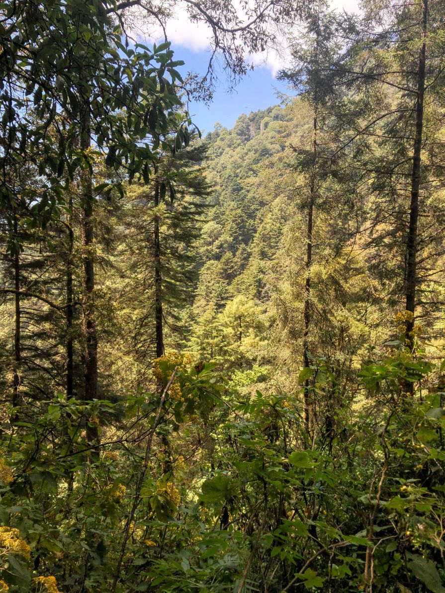 the Cerro Pelon monarch butterfly reserve in Michoacan