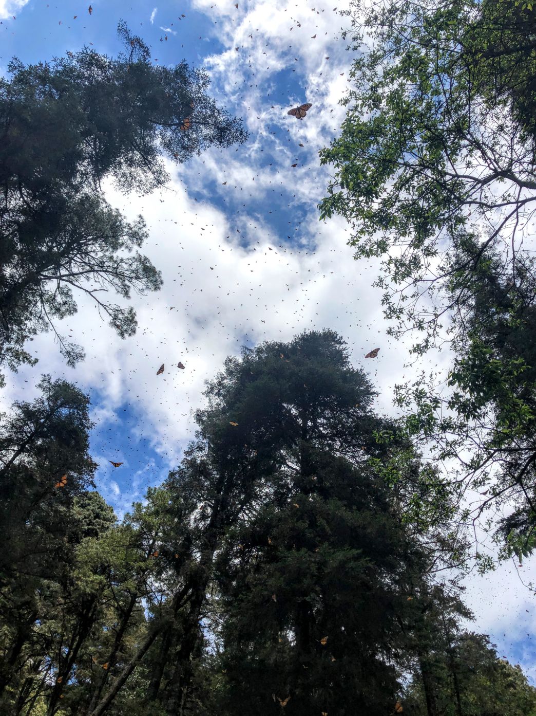 monarch butterflies flying among trees and blue skies at Cerro Pelon forest