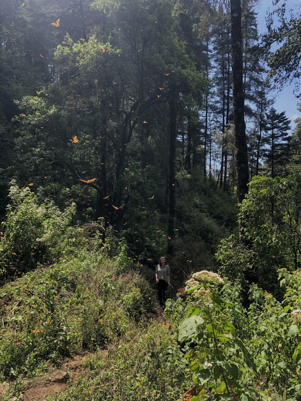 girl standing among green leaves and flying butterflies at the monarch butterfly migration