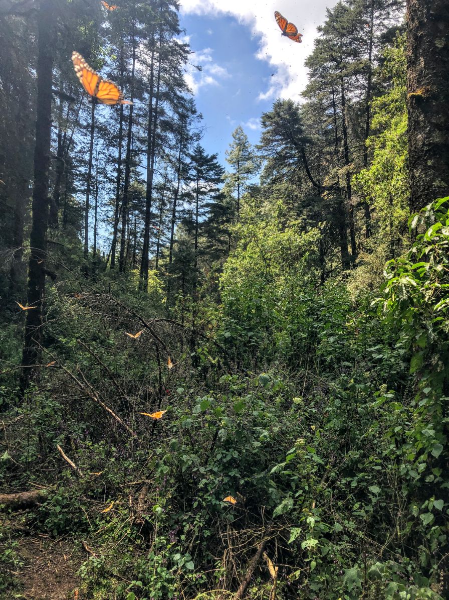 monarch butterflies flying at Cerro Pelon