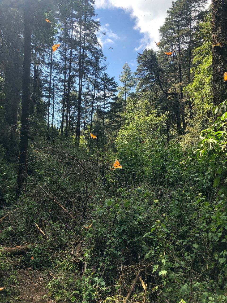 monarch butterflies in the forest at Cero Pelon