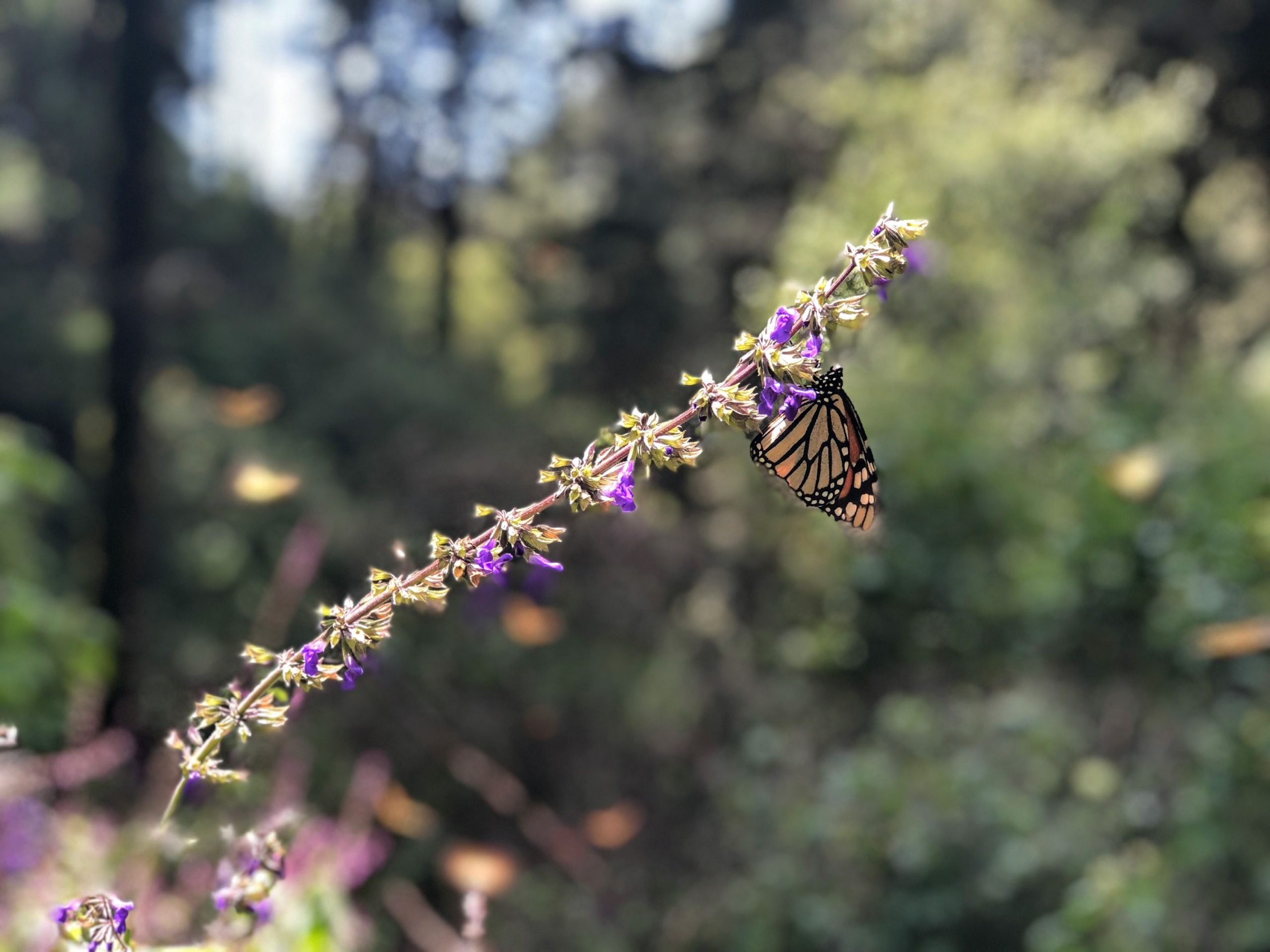 single monarch butterfly resting on a purple flower