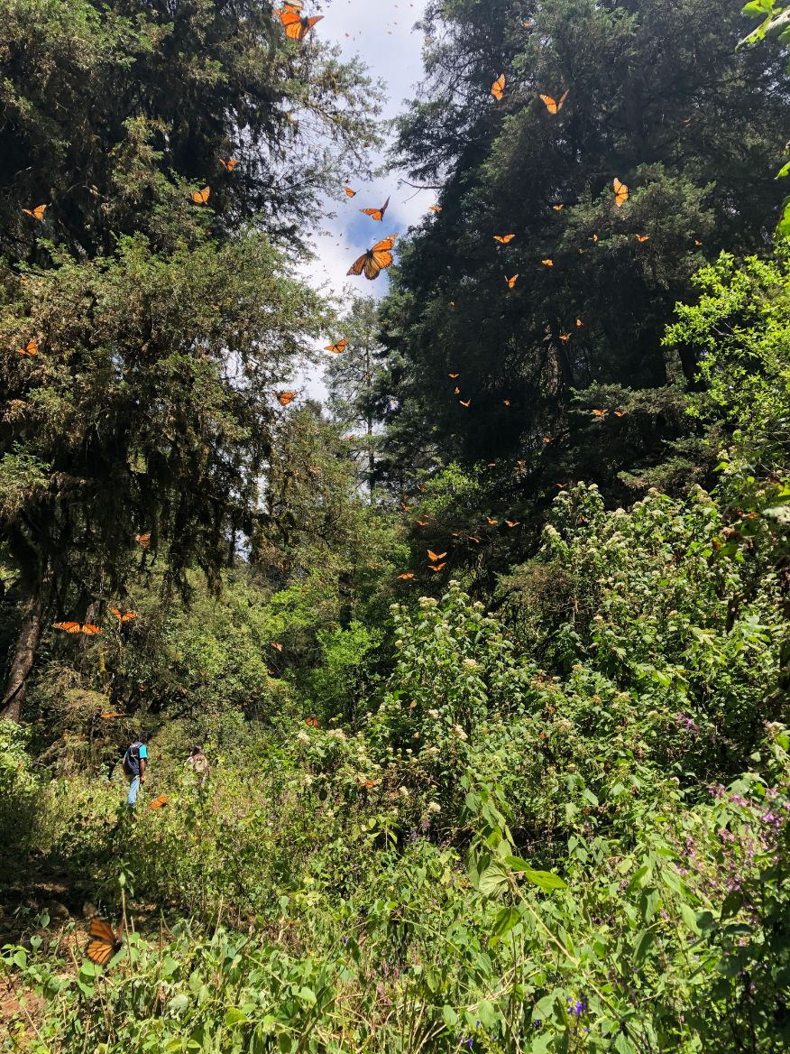 monarch butterfly migration in Mexico