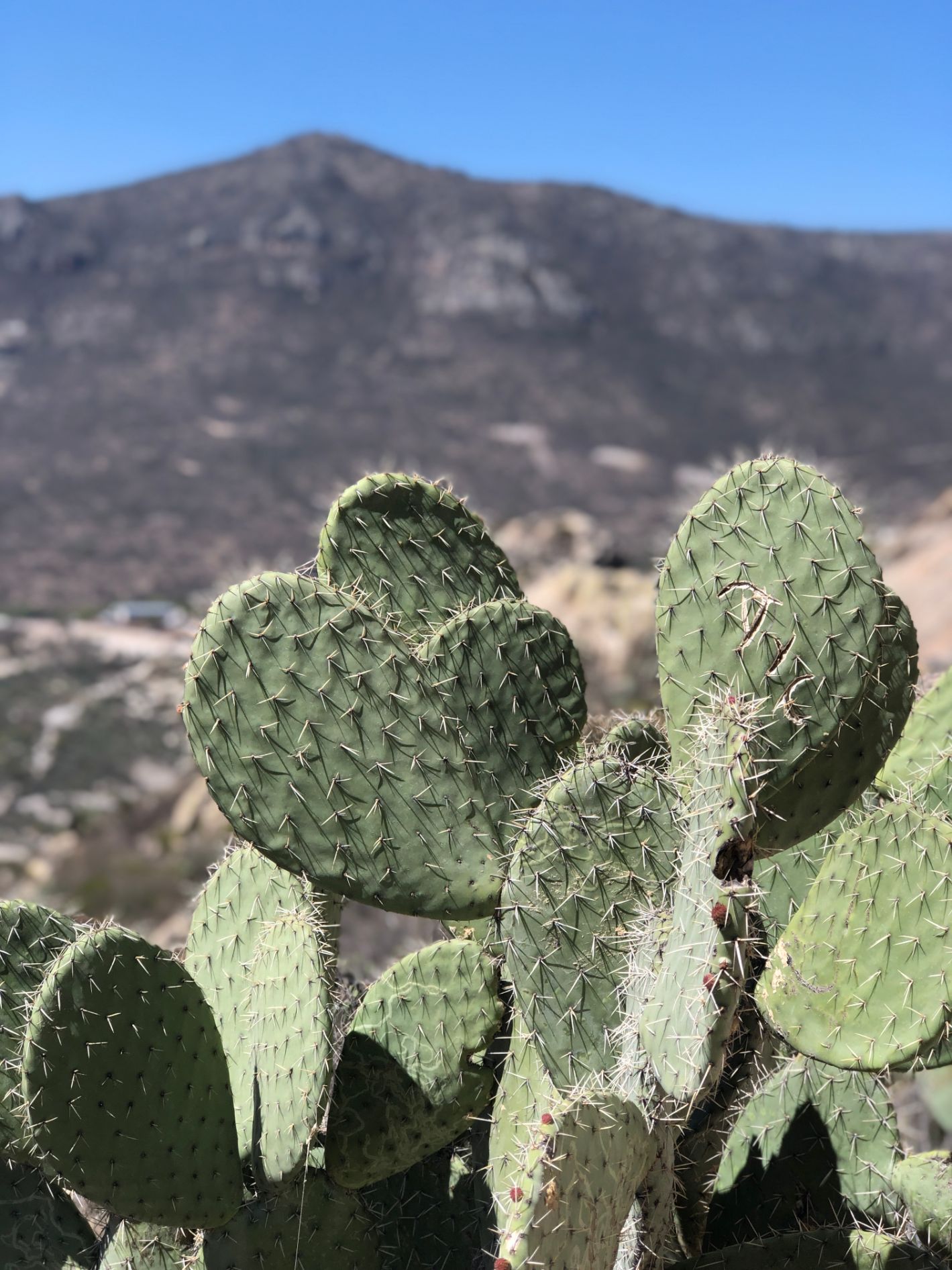 cactus and brown mountain in distance