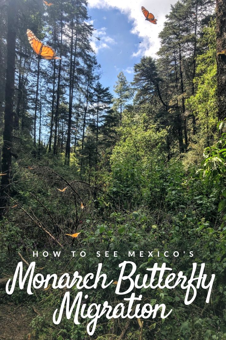 Monarch butterfly migration Pinterest pin