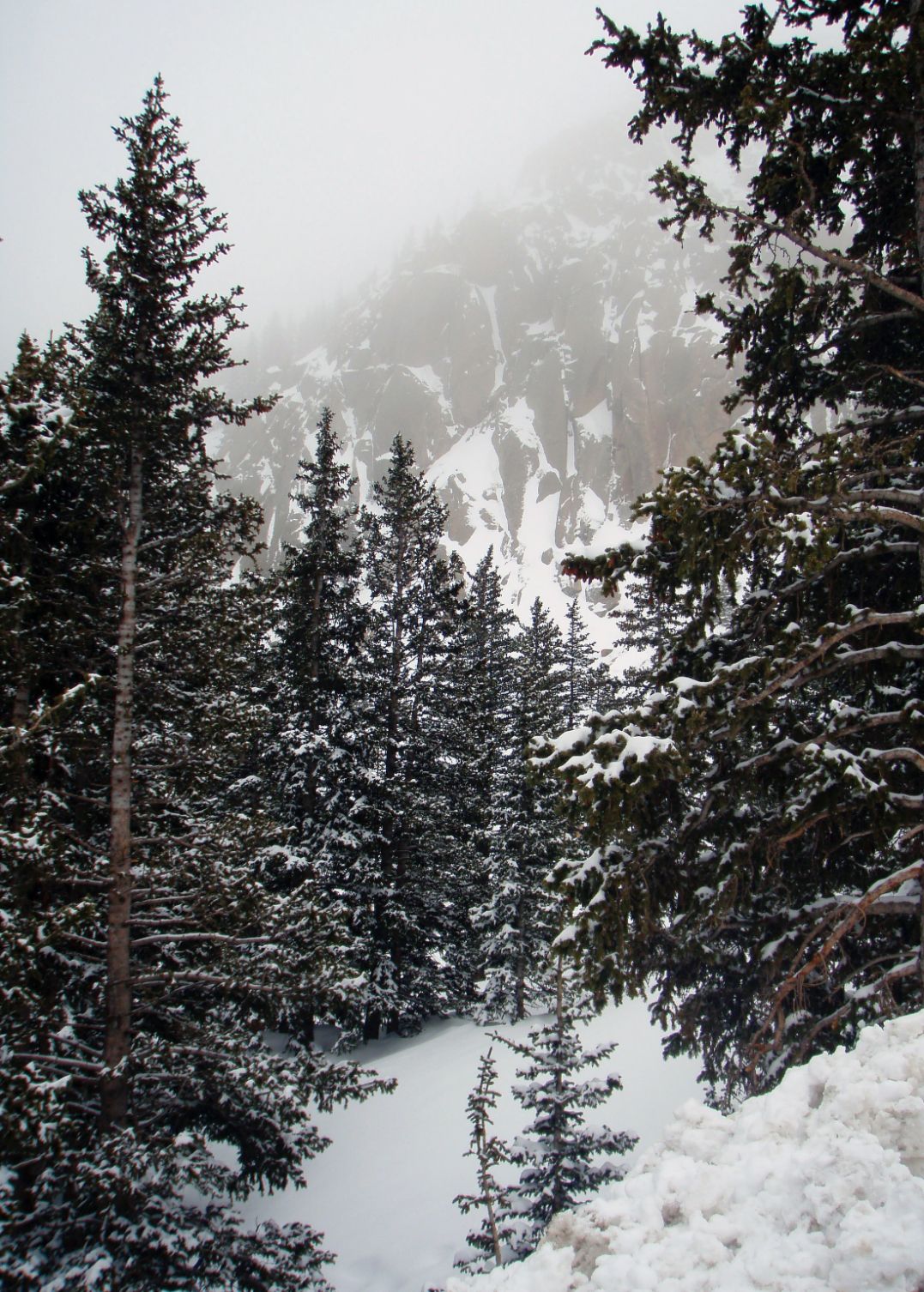 Winter scene with pine trees and fog in the mountains