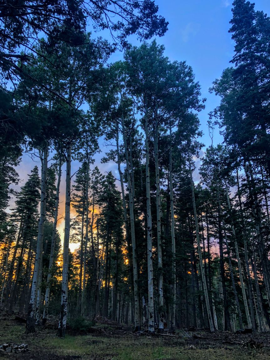 sunrise behind the beech trees in Lincoln National Forest