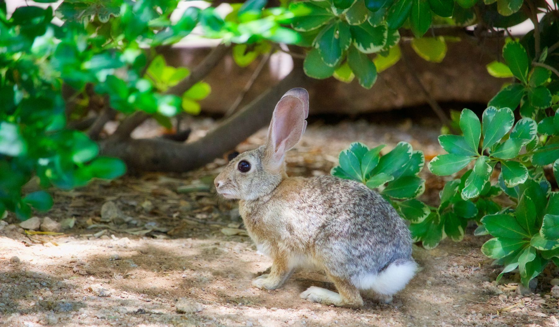 desert cottontail rabbit 